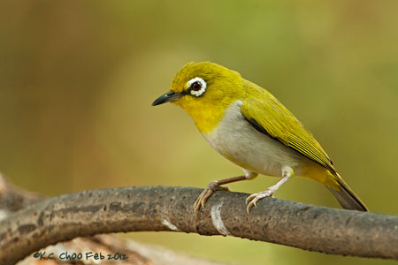 Oriental White-eye