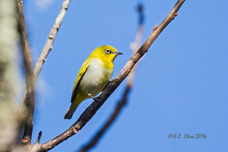 Oriental White-eye