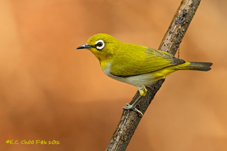 Oriental White-eye