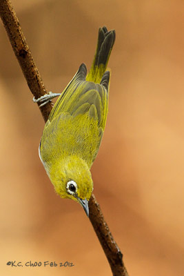 Oriental White-eye