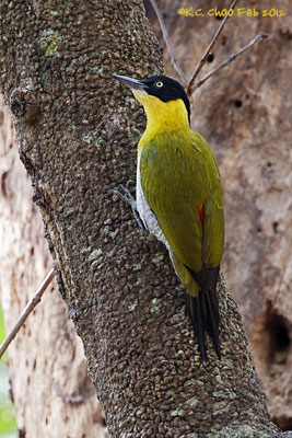 Black-headed Woodpecker