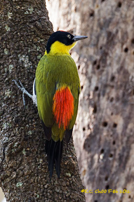 Black-headed Woodpecker