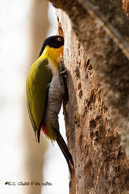 Black-headed Woodpecker