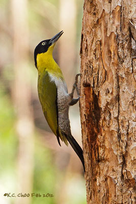 Black-headed Woodpecker