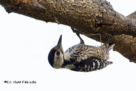 Fulvous-breasted Woodpecker