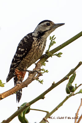Fulvous-breasted Woodpecker