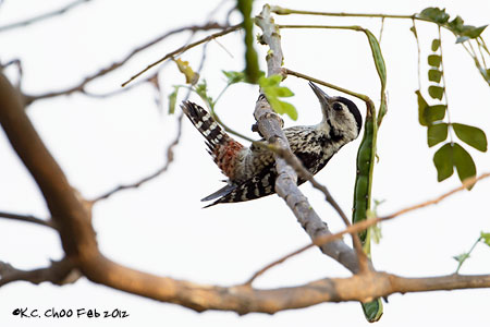 Fulvous-breasted Woodpecker