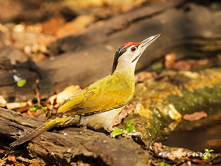 Grey-headed Woodpecker