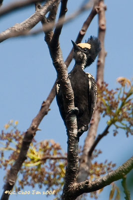 Heart-spotted Woodpecker