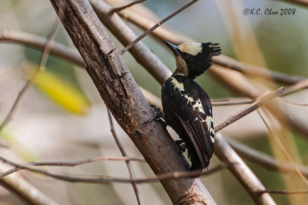 Heart-spotted Woodpecker