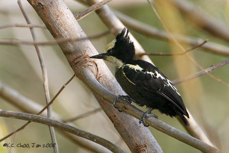 Heart-spotted Woodpecker