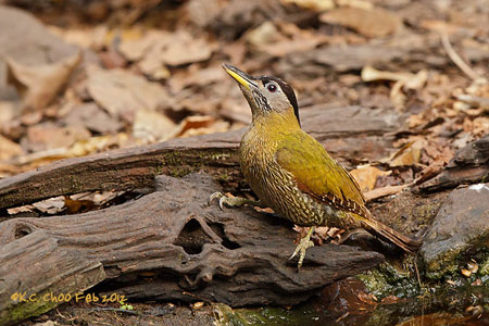 Streak-throated Woodpecker