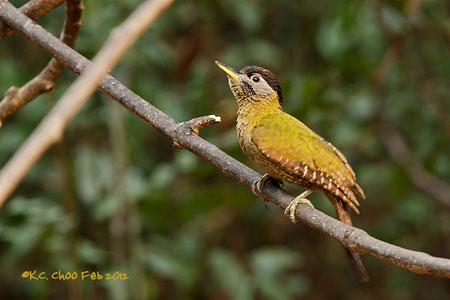 Streak-throated Woodpecker