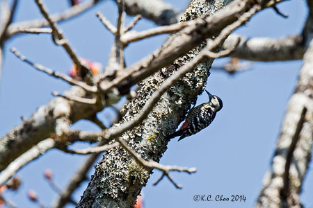 Stripe-breasted Woodpecker