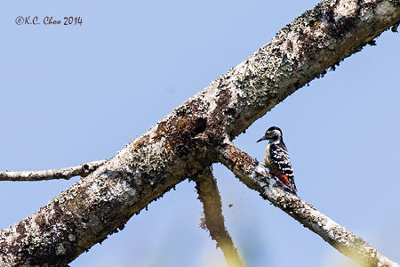 Stripe-breasted Woodpecker