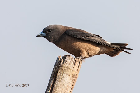 Ashy Woodswallow
