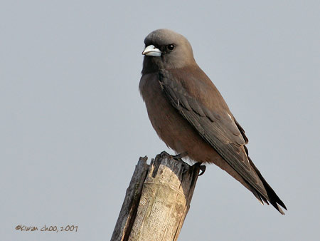 Ashy Woodswallow