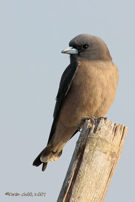 Ashy Woodswallow