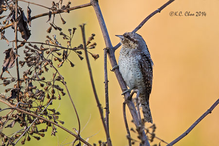 Eurasian Wryneck