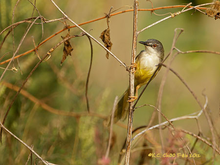 Yellow-bellied Prinia