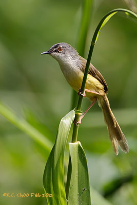 Yellow-bellied Prinia