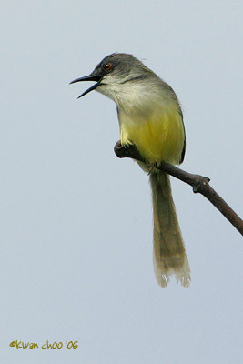 Yellow-bellied Prinia