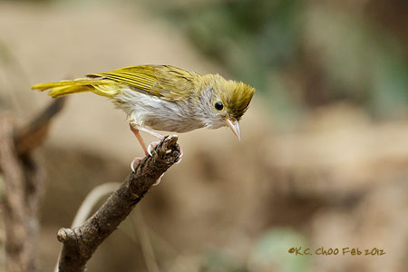 White-bellied Yuhina