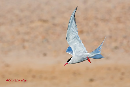 Arctic Tern