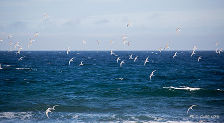 Arctic Tern