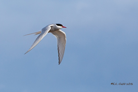 Arctic Tern