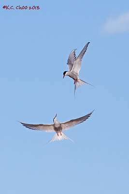 Arctic Tern