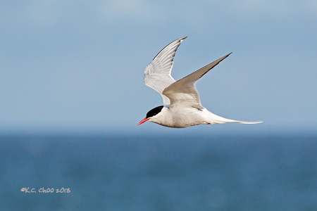 Arctic Tern