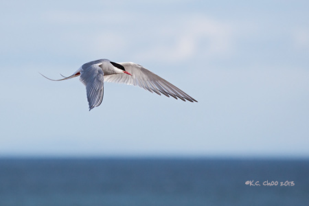 Arctic Tern