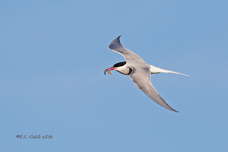 Arctic Tern