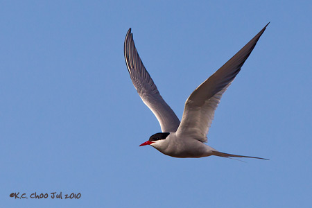 Arctic Tern