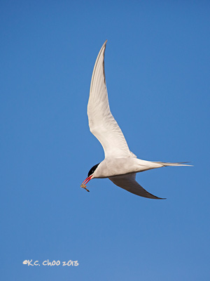 Arctic Tern