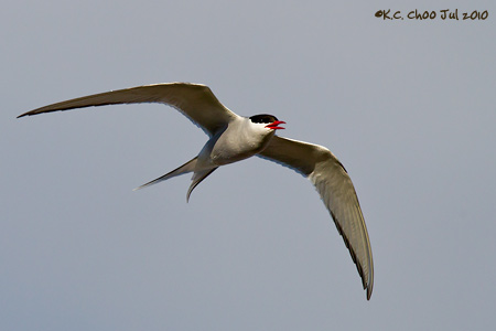 Arctic Tern