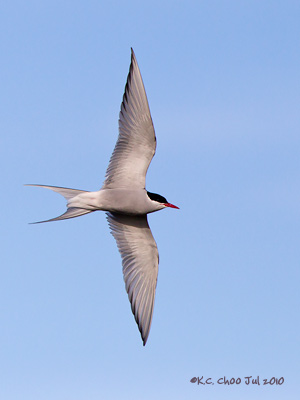 Arctic Tern