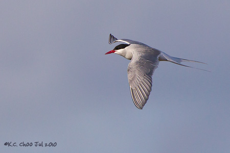 Arctic Tern