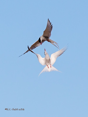 Arctic Tern
