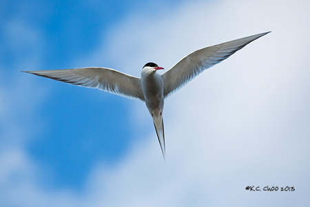 Arctic Tern