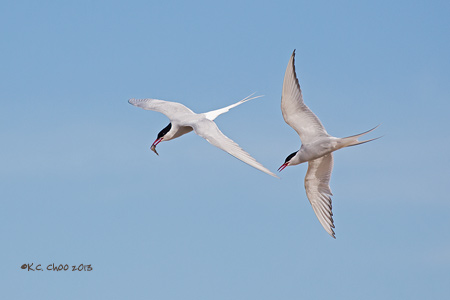 Arctic Tern
