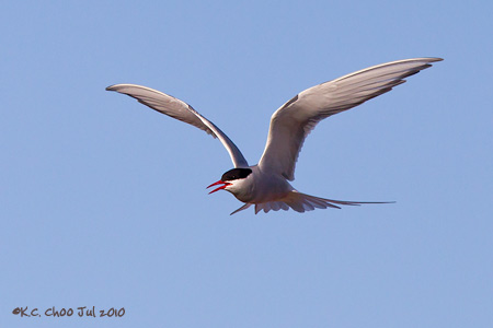 Arctic Tern