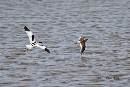 Avocet