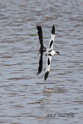 Avocet