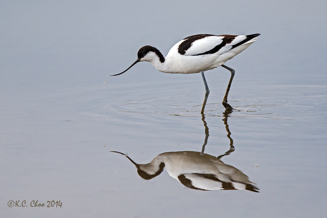 Avocet