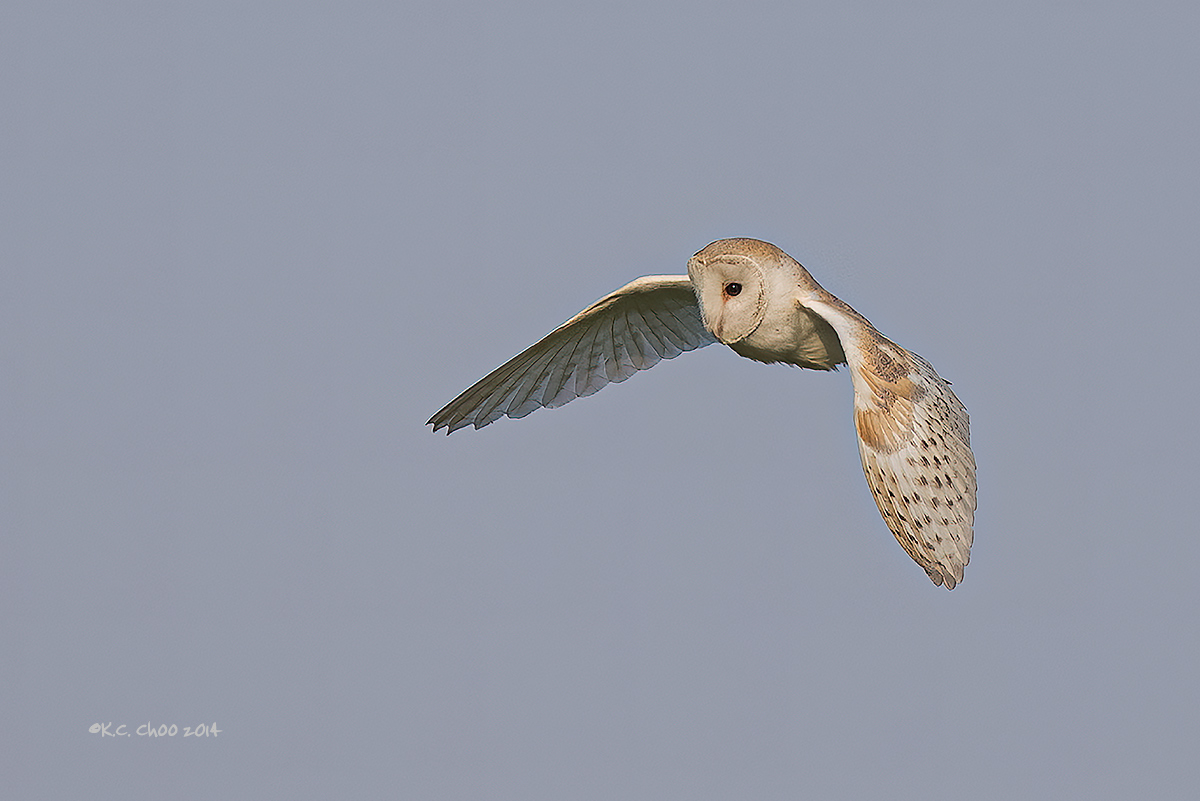 Barn Owl