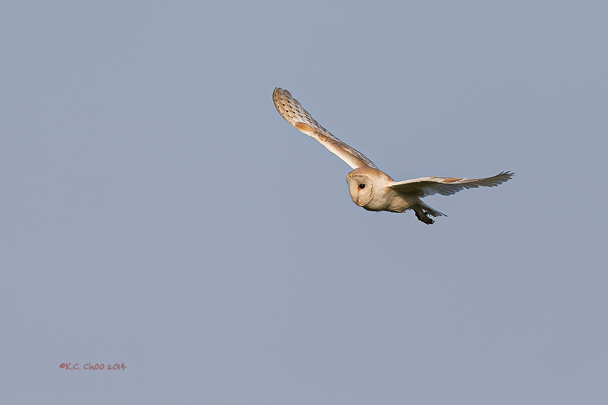 Barn Owl