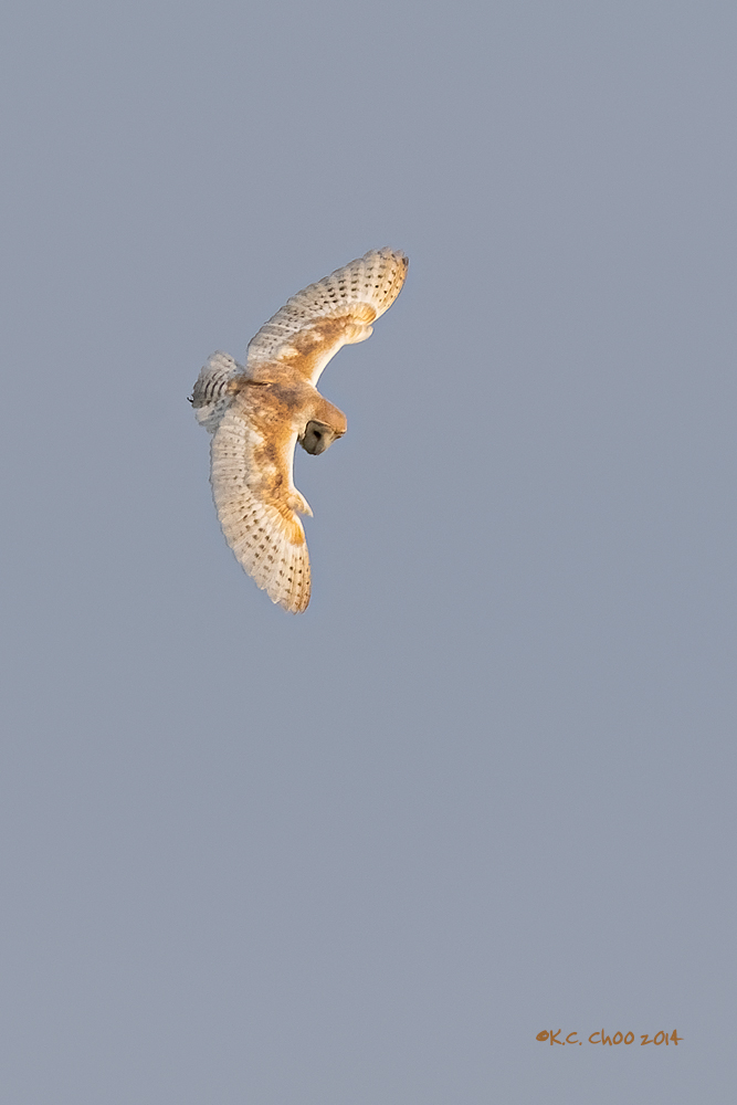 Barn Owl