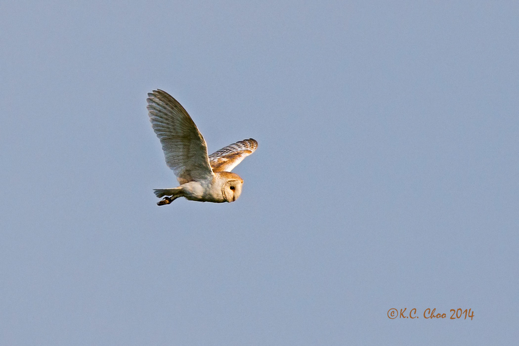 Barn Owl